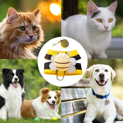 Pawzy Kit de harnais et de laisse pour chien