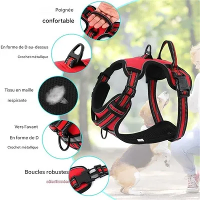 Rocky Harnais pour chien