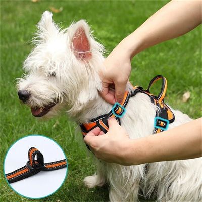 Rocky Harnais pour chien