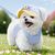 Rocky Harnois et casquette pour chien