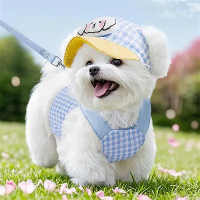 Rocky Harnois et casquette pour chien