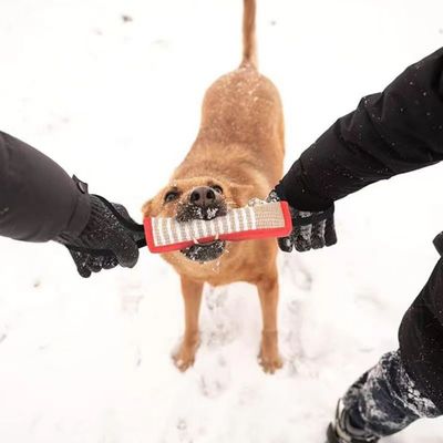 Zoomtopia Jouet Indestructible pour Chien