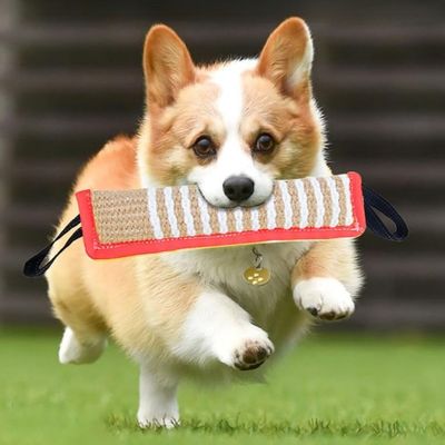 Zoomtopia Jouet Indestructible pour Chien