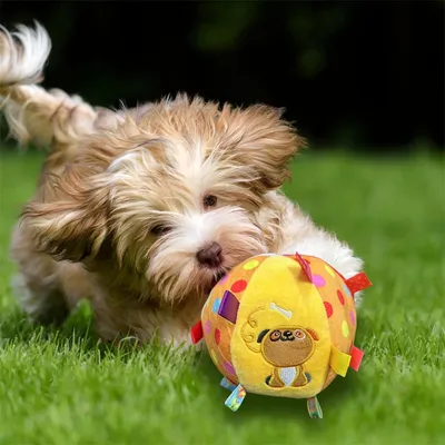 Rocky Balle en peluche pour chien