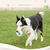 Rocky Jouet pour chien