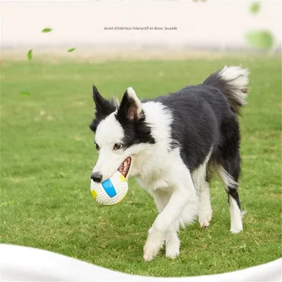 Rocky Jouet pour chien