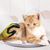 Rocky Gants pour toilettage et brossage de chats et chiens
