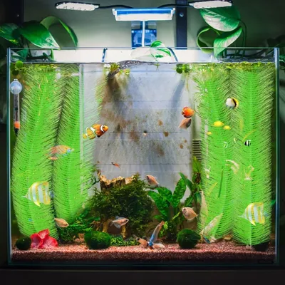 ZooVenture Herbes d'aquarium pour poissons