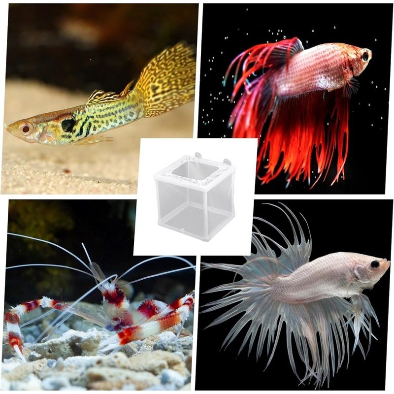 ZooVenture Boîtes d'incubateur en maille pour aquarium