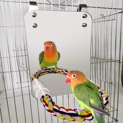 Rocky Jouet miroir pour oiseaux avec perchoir en corde