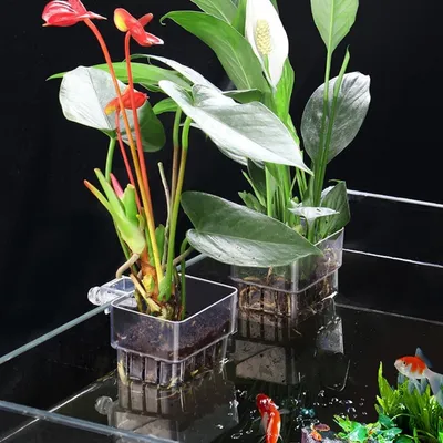 ZooVenture Supports à plantes acrylique pour aquarium