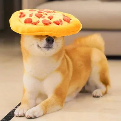 Zoomtopia Jouet pizza pour chien