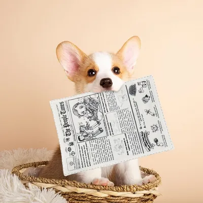 Zoomtopia Jouet pour chien