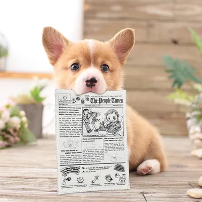 Zoomtopia Jouet pour chien