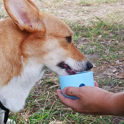 Zoomtopia Jouet distributeur de friandises pour chien