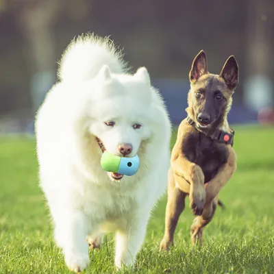 Zoomtopia Jouet distributeur de friandises pour chien