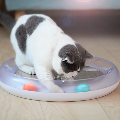 Zoomtopia Planche à gratter pour chat