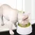 Rocky Gamelles pour chat