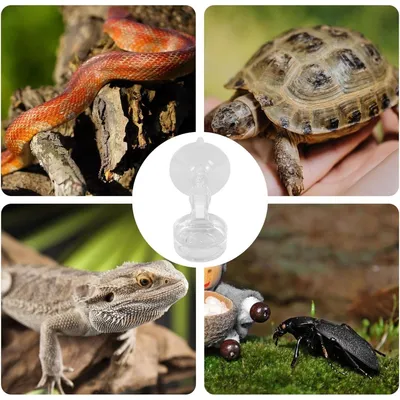 Zoomtopia Distributeur de nourriture pour reptiles