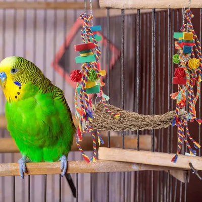 ZooVenture Jouet Hamac - balançoire en tressage d'algues pour oiseaux