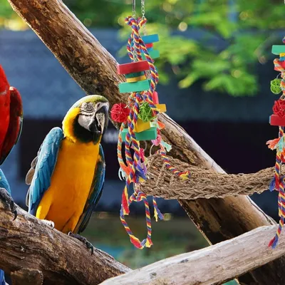 ZooVenture Jouet Hamac - balançoire en tressage d'algues pour oiseaux