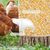 ZooVenture Mangeoire automatique pour poules