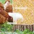 ZooVenture Mangeoire automatique pour poules ZooVenture Mangeoire automatique pour poules