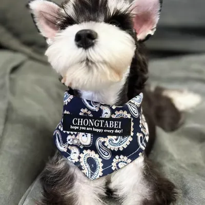 Zoomtopia-Bandana für Hunde Zoomtopia-Bandana für Hunde