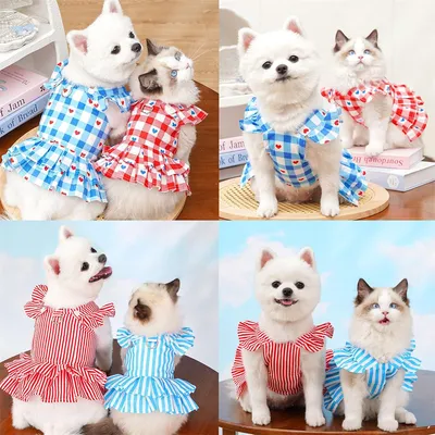 Rocky Costume et robe de chat Rocky Costume et robe de chat