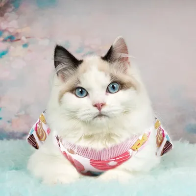 Zoomtopia Combinaison de convalescence pour chat