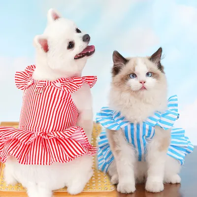 Rocky Costume et robe de chat Rocky Costume et robe de chat
