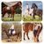 ZooVenture Protections de jambes pour cheval