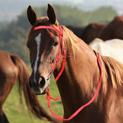 ZooVenture Halter et bride pour cheval