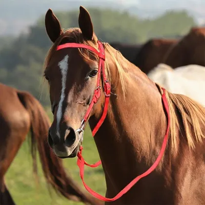 ZooVenture Halter et bride pour cheval