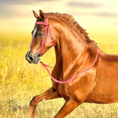 ZooVenture Halter et bride pour cheval