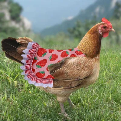 Pawzy Tablier pour poule