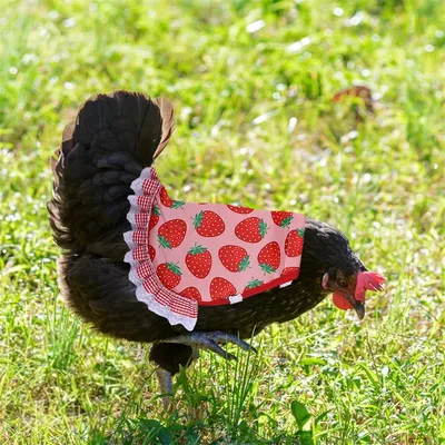 Pawzy Tablier pour poule