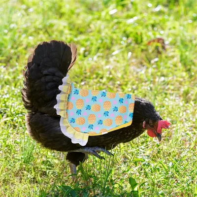 Pawzy Tablier pour poule