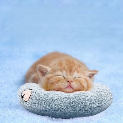 Zoomtopia Coussin en peluche pour chat et chiot