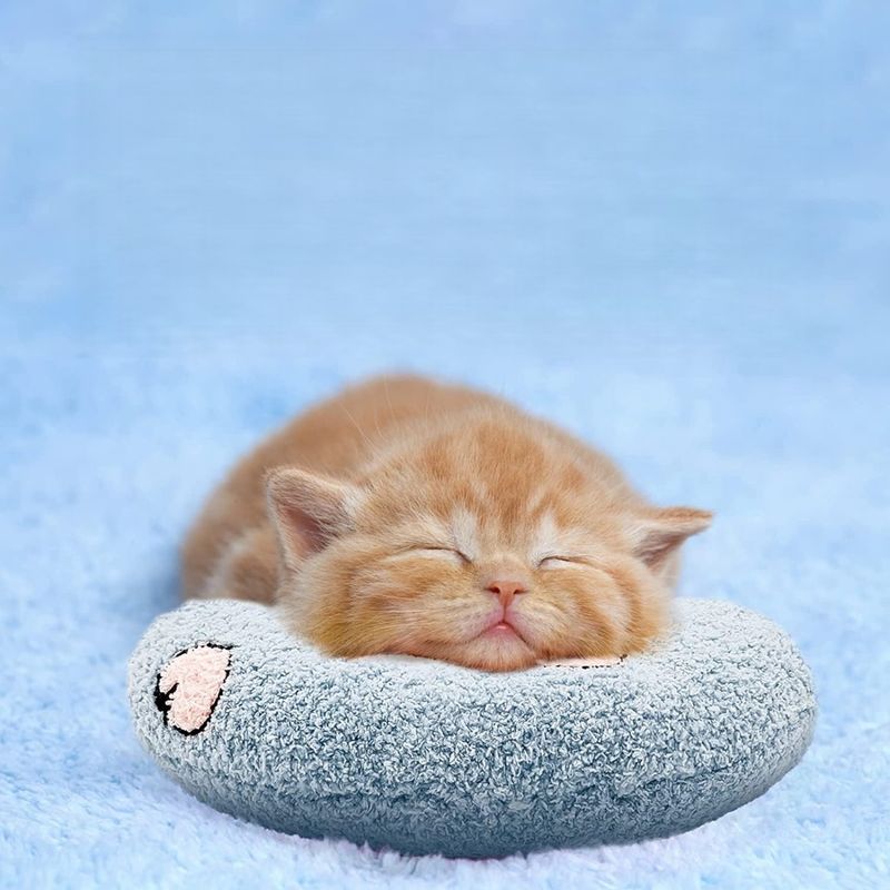 Zoomtopia Coussin en peluche pour chat et chiot