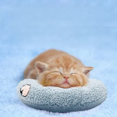 Zoomtopia Coussin en peluche pour chat et chiot