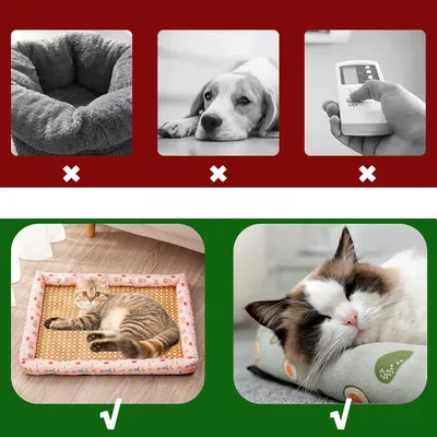 Rocky Matelas de refroidissement pour animal de compagnie