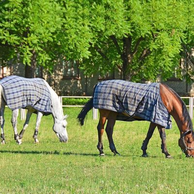 ZooVenture Lot de sangles de jambe pour chevaux