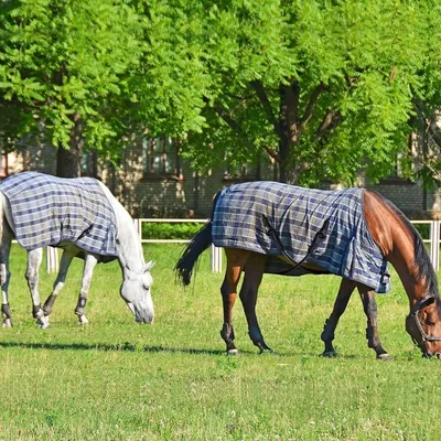 ZooVenture Lot de sangles de jambe pour chevaux