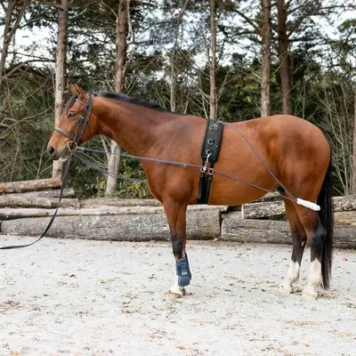 ZooVenture Lunging Aid pour cheval