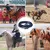 ZooVenture Corde d'entraînement pour chevaux