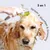 Pawzy Accessoire de bain pour animaux de compagnie Pawzy Accessoire de bain pour animaux de compagnie