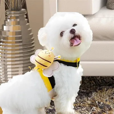 Pawzy Kit de harnais et de laisse pour chien