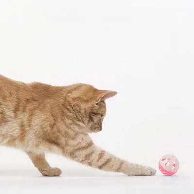 Pawzy 10 balles à grelot colorées pour chat (aléatoires)