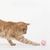 Pawzy 10 balles à grelot colorées pour chat (aléatoires)